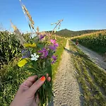 Pośród Gór Laski (Zabkowice Slaskie)