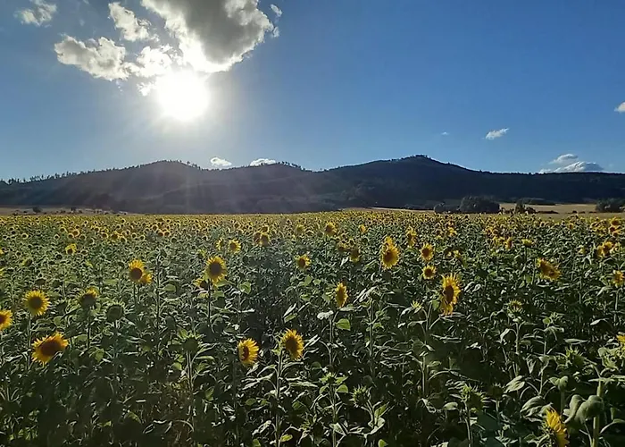 Pośród Gór * Laski (Zabkowice Slaskie)