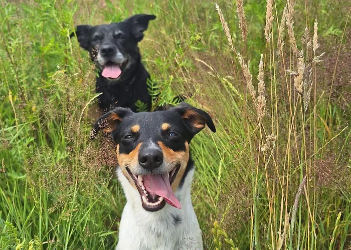 Pośród Gór Dom wakacyjny Laski (Zabkowice Slaskie)