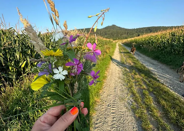 Pośród Gór Laski (Zabkowice Slaskie)